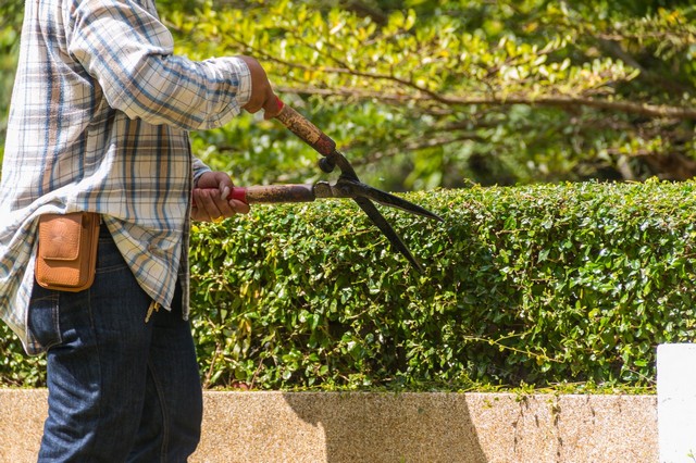 Garden Maintenance Earl's Court, SW5